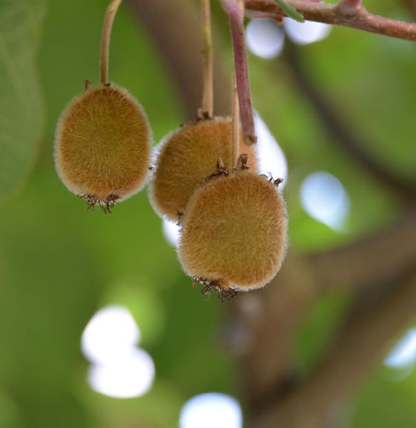 Nahaufnahme von drei Kiwis, die an einem Baum hängen