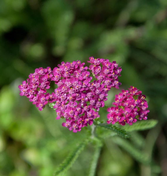 Nahaufnahme von Schafgarbenblüten