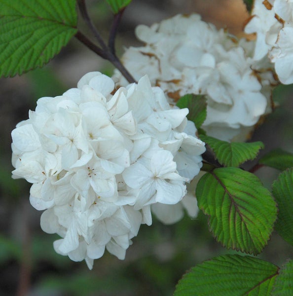Blütenstand des Schneeballstrauchs mit Laubblättern