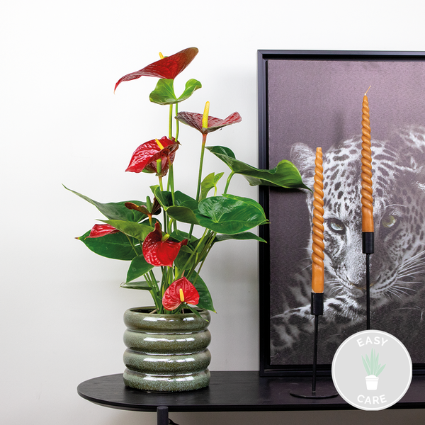 Bloomique - Anthurium Andreanum - Rot - Flamingoblume - Blühende Zimmerpflanzen - Pflegeleicht - Höhe 40-50 cm - Topf 14 cm