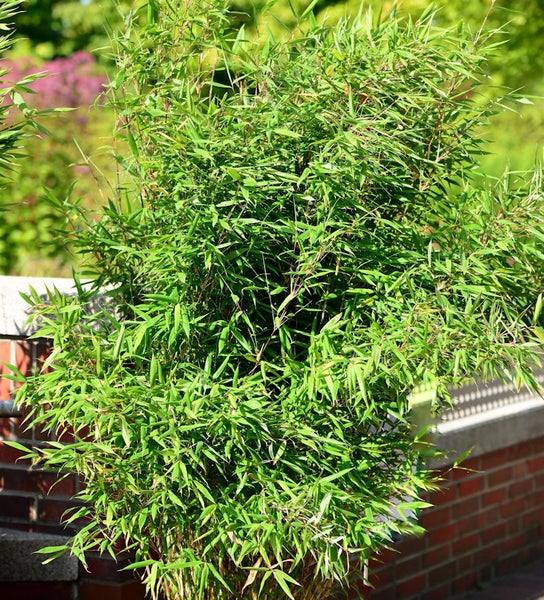 Bambuspflanze im Garten