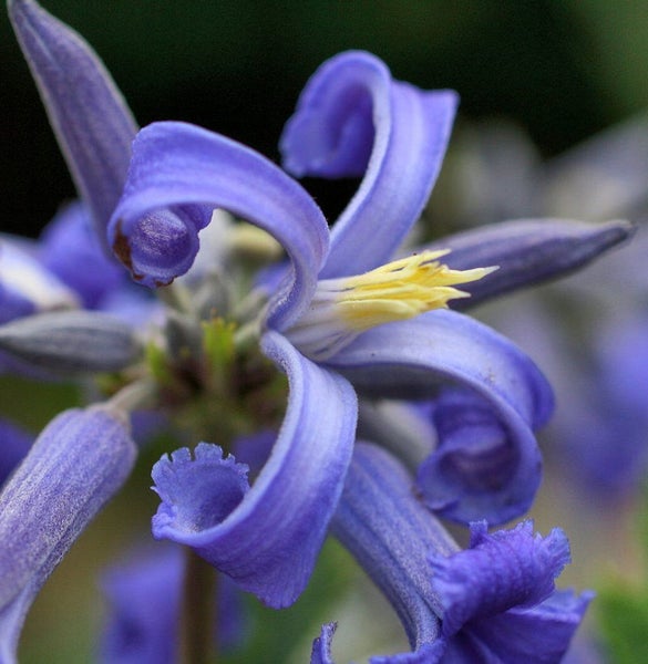 Nahaufnahme einer blauen Waldrebe mit gelben Staubgefäßen