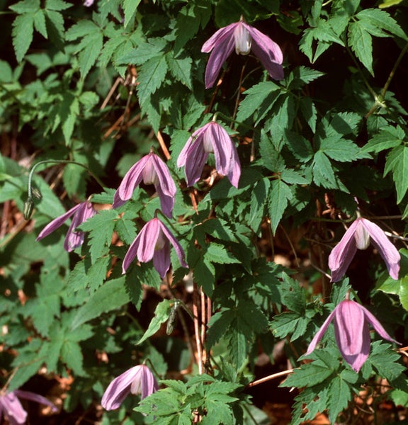 Nahaufnahme einer Alpen-Waldrebe mit violetten Blüten und grünen Blättern.
