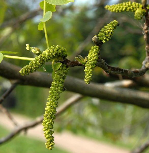 Blühende Walnussbaumzweige