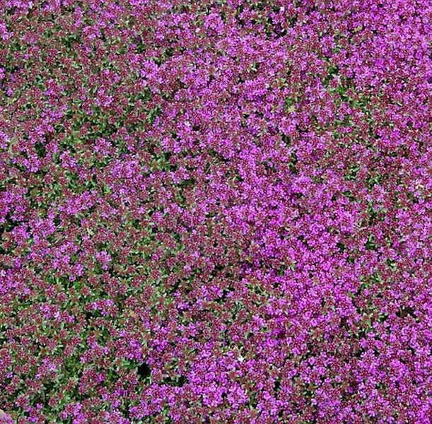Vollbildaufnahme von kriechendem Thymian mit lila Blüten.