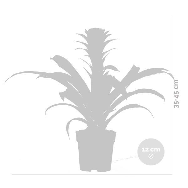 Guzmania Hope – Röhrenpflanze – Zimmerpflanze – Pflegeleicht – ⌀12 cm – ↕35-45 cm