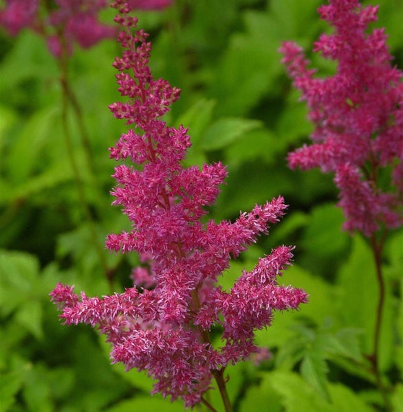 Astilbe Pflanze mit Blütenstand vor grünem Hintergrund