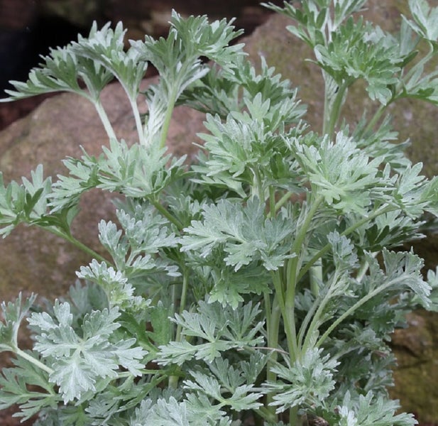 Nahaufnahme einer Silberblatt Pflanze im Garten.