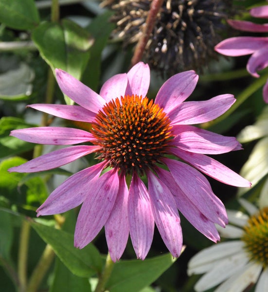 Nahaufnahme einer Purpur-Kegelblume im Garten.