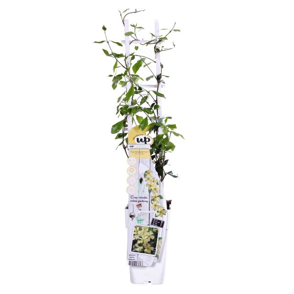 Trachelospermum 'Star of Toscana' – Gelber toskanischer Jasmin – Schlingpflanze – ⌀15 cm – ↕60-70 cm