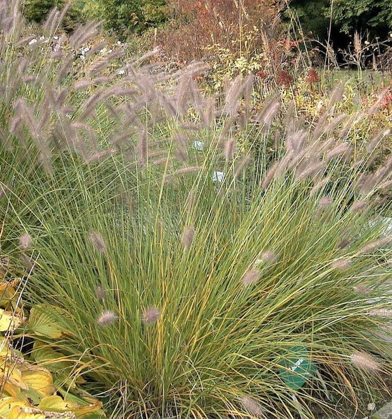 Federborstgras im Garten