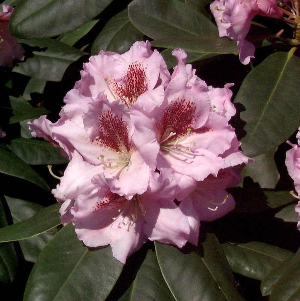 Nahaufnahme einer rosa Rhododendronblüte mit dunkelgrünen Blättern