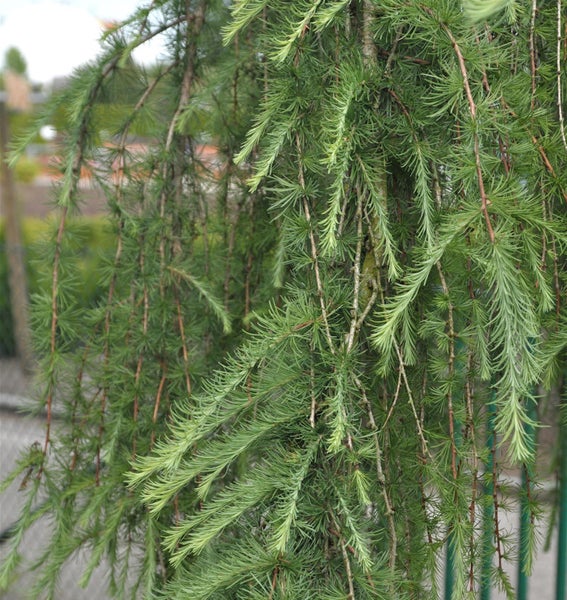 Hängende Zweige einer Lärche