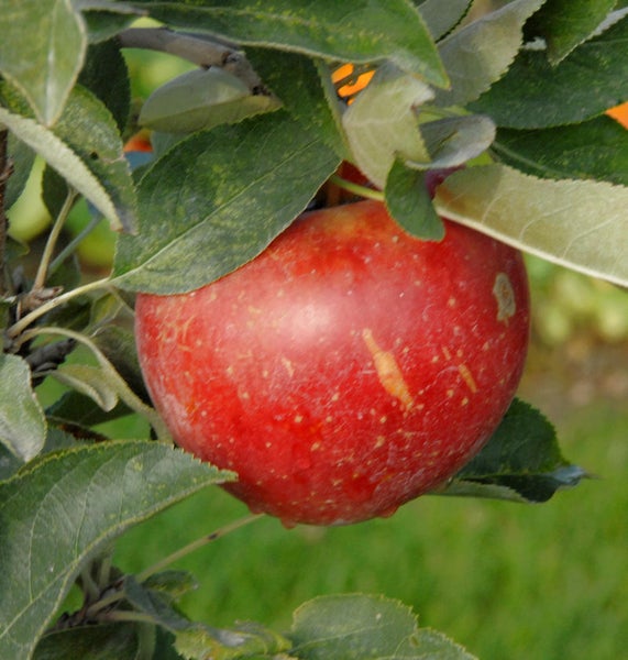 Apfel am Baum