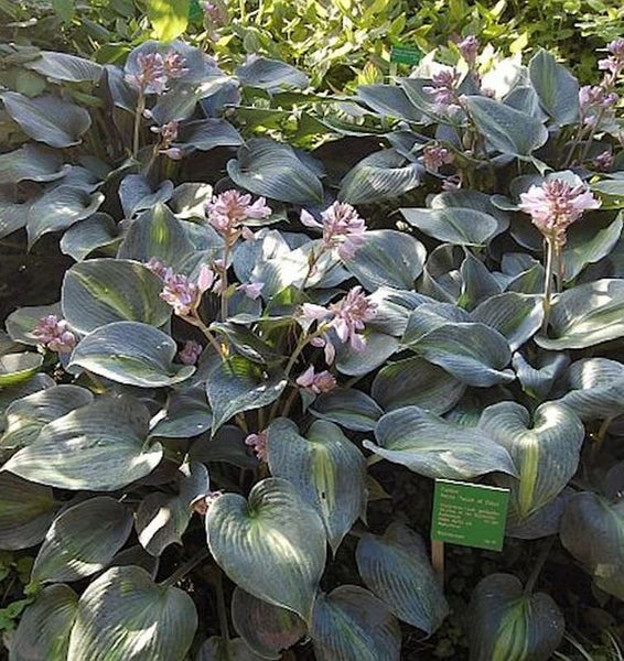 Funkie Pflanze mit Blättern und Blüten im Garten.