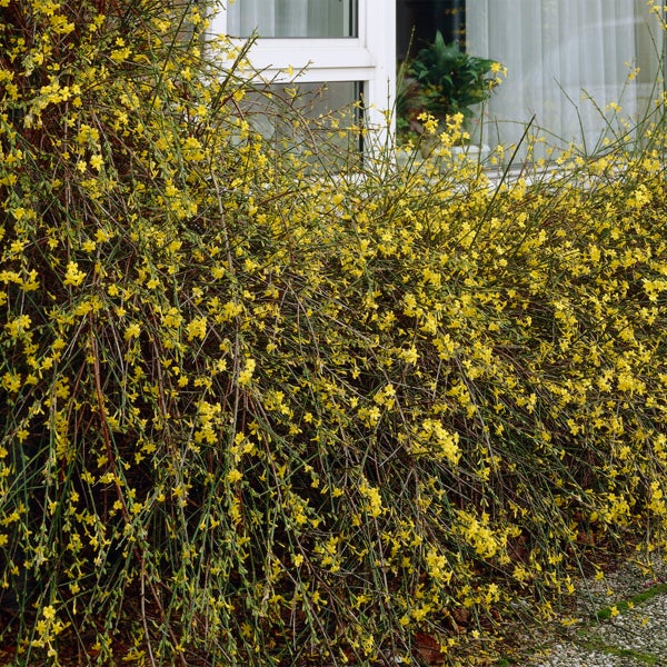 Bloomique - Jasminum Nudiflorum - Winterjasmin - Gelb - Kletterpflanzen - Gartenpflanzen - Winterhart - Topf 15 cm - 70-80 cm hoch