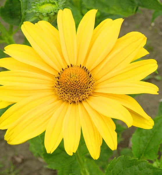 Gelbe Sonnenblume im Garten