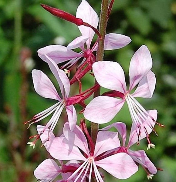 Prächtige Gaura-Pflanze mit zarten Blütenblättern und filigranen Staubgefäßen.
