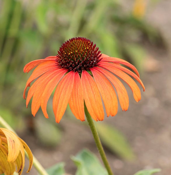 Nahaufnahme einer einzelnen orangefarbenen Kegelblume im Garten.