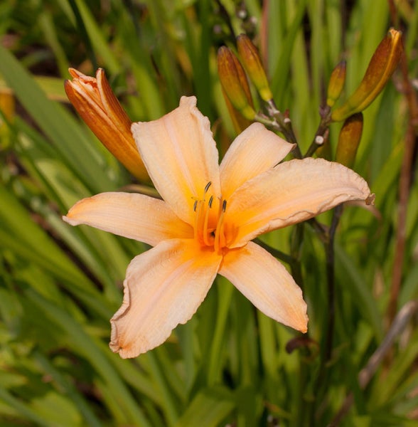 Nahaufnahme einer einzelnen Taglilienblüte im Gartenbeet