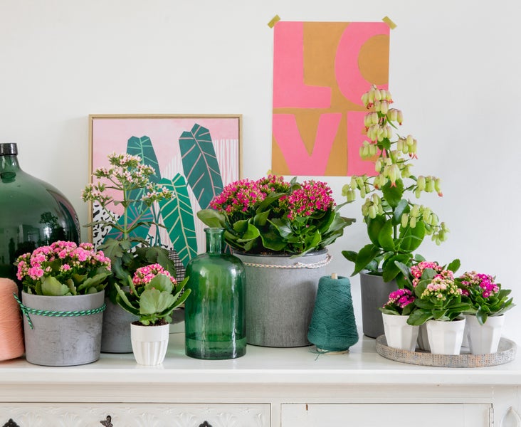 Doppelrotationsschleifer für makellose Schleifergebnisse