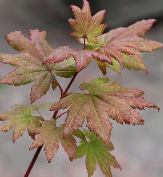 Nahaufnahme eines Fächerahorns mit mehrfarbigen Blättern