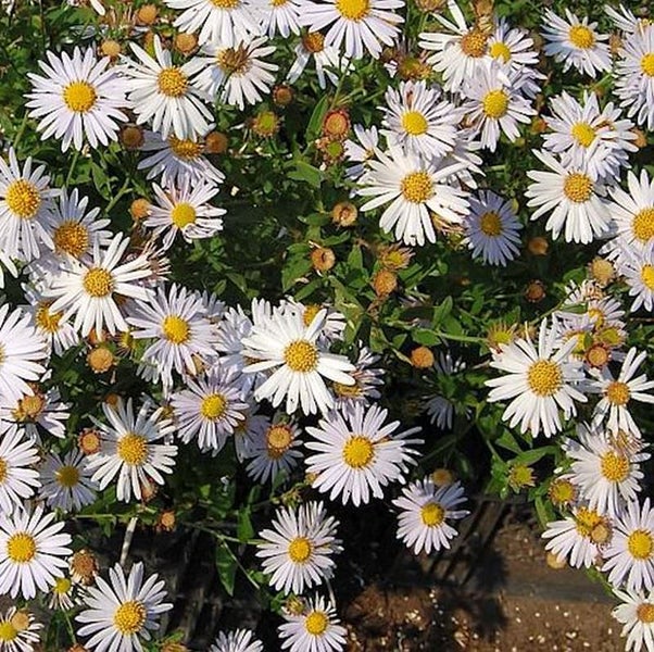 Herbstaster mit weißen Blüten