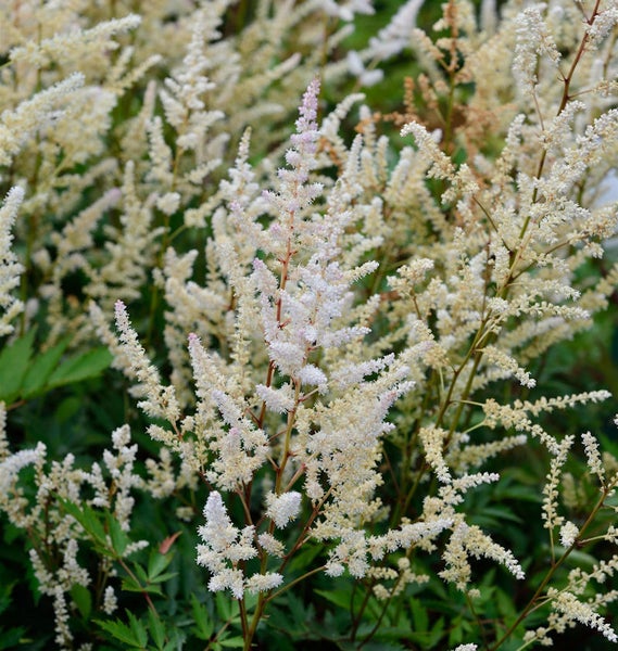Astilbe Arendsii-Hybride mit weißen Blüten