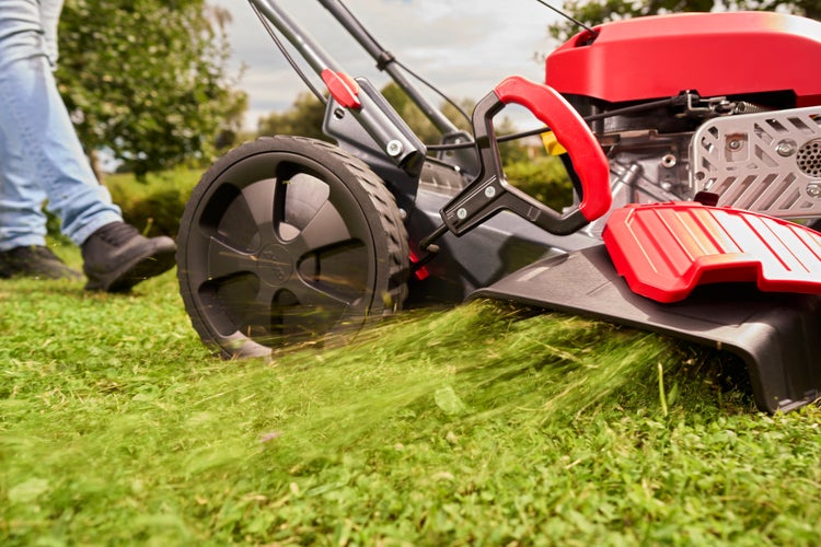 Ein rot-schwarzer Benzin-Rasenmäher beim Mähen einer hellen Rasenfläche im Garten. Detailansicht von Rad und Seitenauswurf.