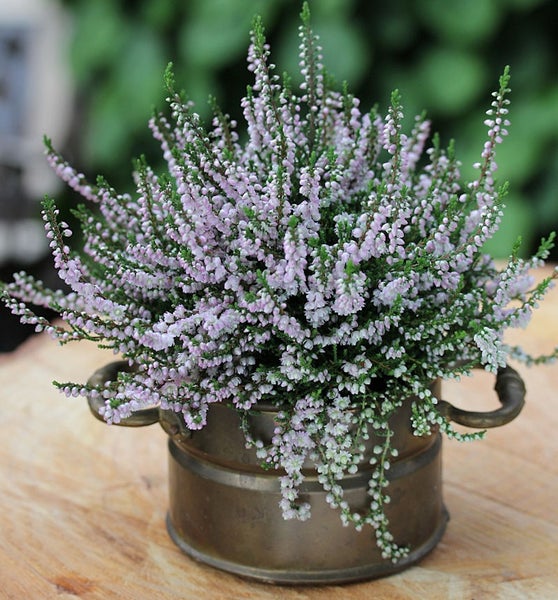 Besenheide in einem Topf