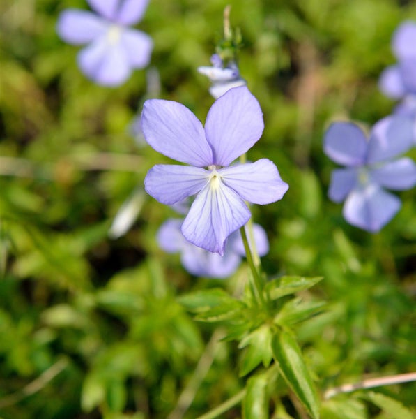 Nahaufnahme einer Blüte des Hain-Veilchens im Gartenbeet.