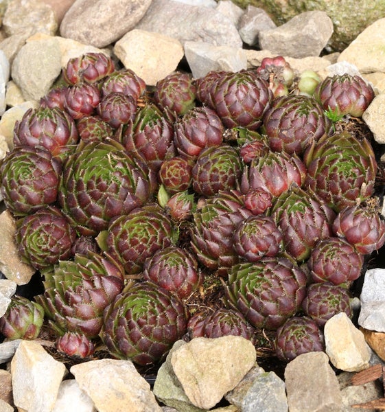 Gruppe von Hauswurz-Pflanzen zwischen Steinen