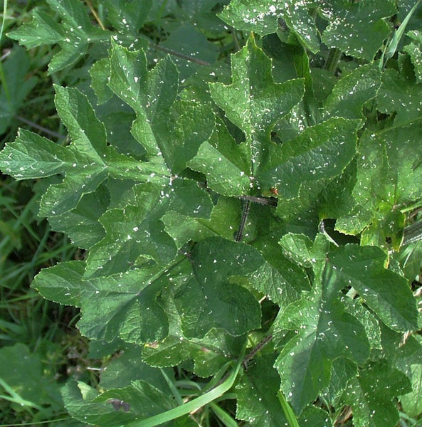 Nahaufnahme einer Pflanze mit grünen Blättern und weißen Flecken