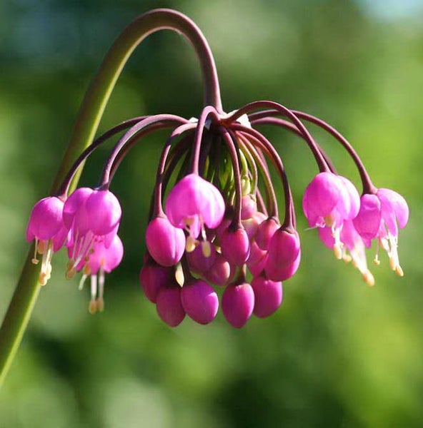 Nahaufnahme einer Nectaroscordum siculum Pflanze mit rosa Blüten