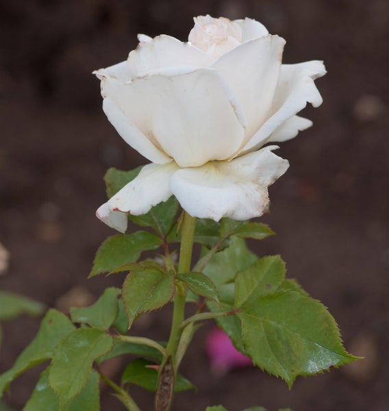 Einzelne weiße Rose mit Blättern