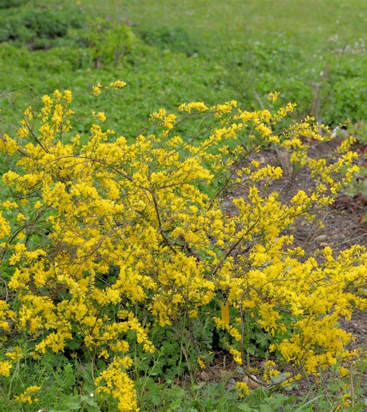 Ginsterstrauch mit gelben Blüten im Garten