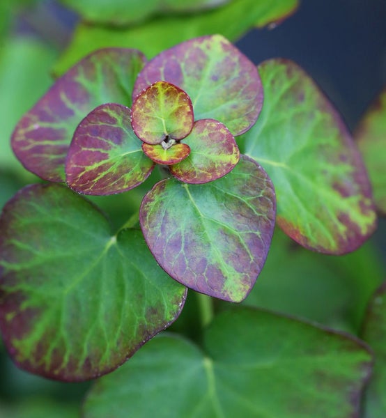 Nahaufnahme von Elfenblume Laub