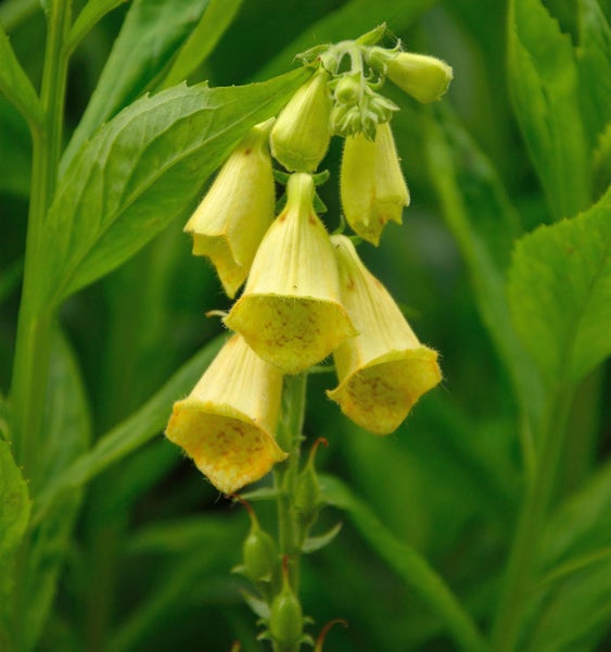 Gelber Fingerhut mit Blüten auf einem Stiel