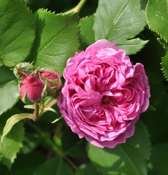 Nahaufnahme einer rosa Rose mit Knospen und grünen Blättern
