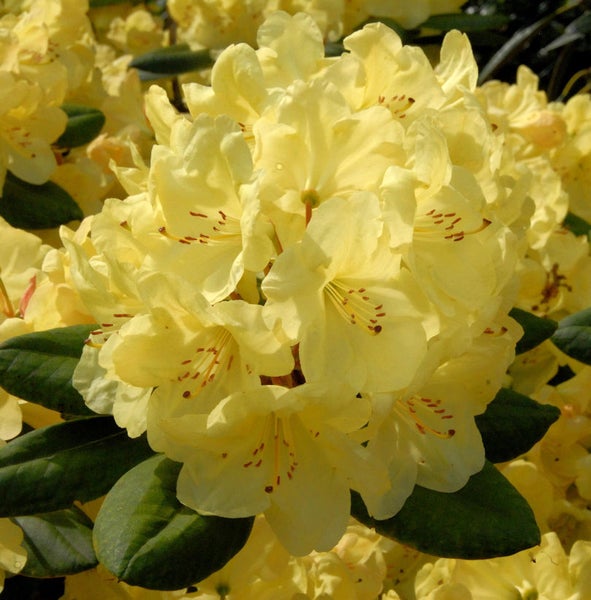 Blühender Rhododendron mit gelben Blüten