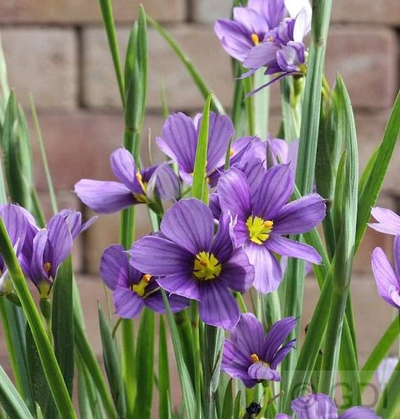 Nahaufnahme von blauen Bergenveilchen mit grünen Blättern