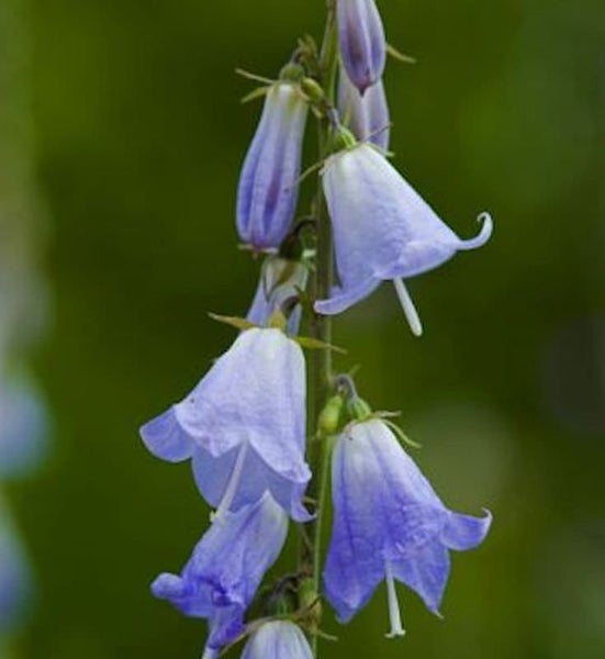 Nahaufnahme einer Trauben-Glockenblume
