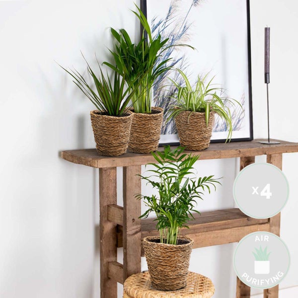 Bloomique - 4er-Mix - Luftreinigende Pflanzen - Dracaena - Dypsis - Chamaedorea - Chlorophytum - Zimmerpflanzen - Höhe 20-40 cm - Rattankorb 12 cm