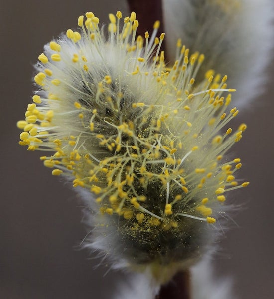 Nahaufnahme einer blühenden Weidenkätzchen-Blüte.