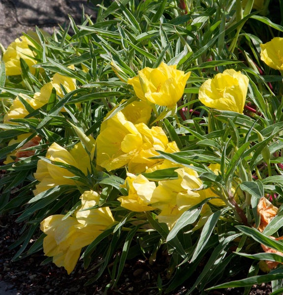 Nachtkerzen mit gelben Blüten und grünen Blättern