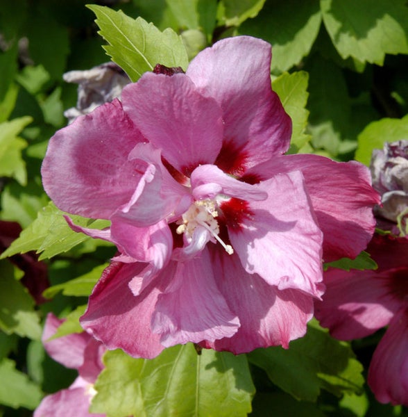 Nahaufnahme einer einzelnen Hibiskusblüte