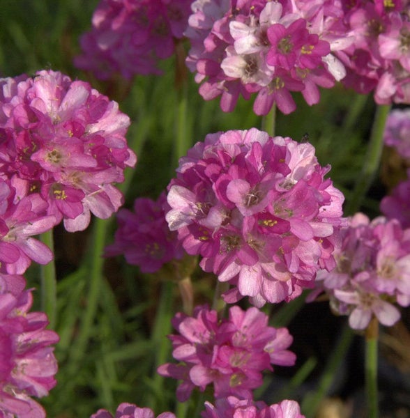 Detailaufnahme von Grasnelken mit rosafarbenen Blüten