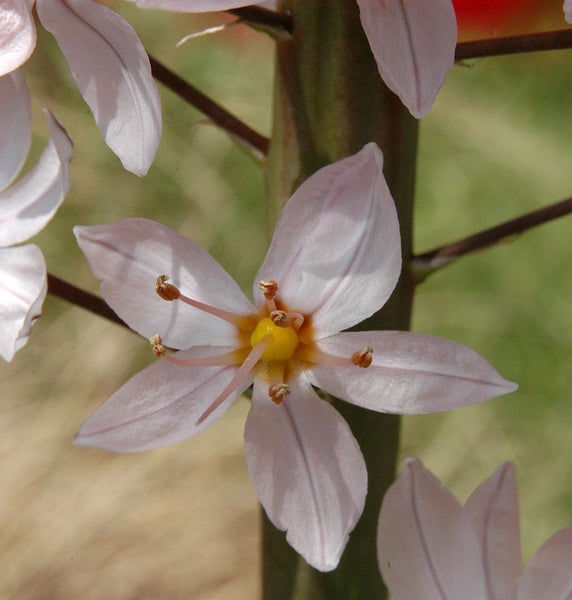 Nahaufnahme einer Graslilienblüte mit fünf Blütenblättern