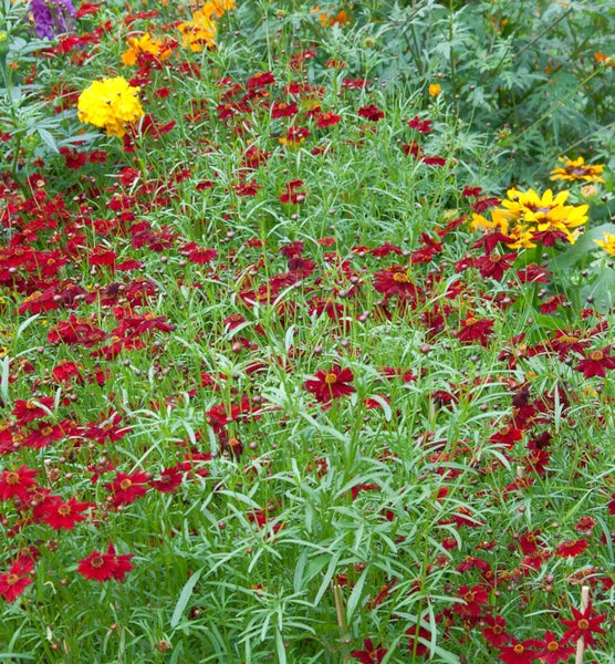 Blühendes Beet mit Coreopsis grandiflora Pflanzen