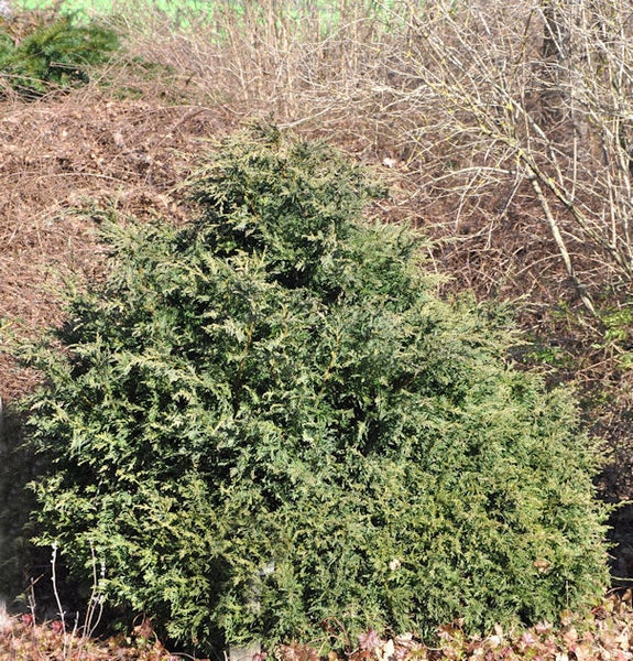 Im Bild ist eine Zwerg-Scheinzypresse im Garten zu sehen.